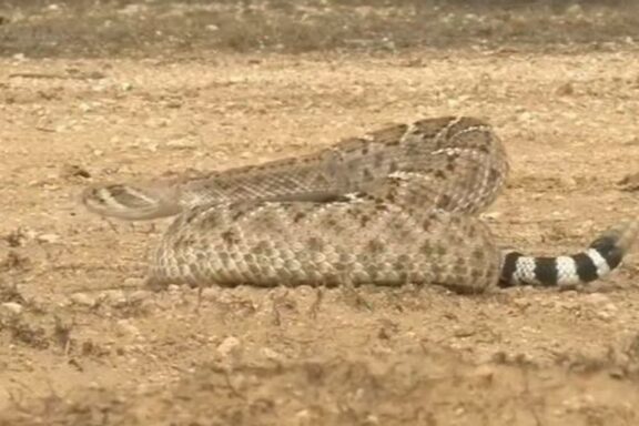 Is It Illegal to Kill Rattlesnakes in the U.S.?