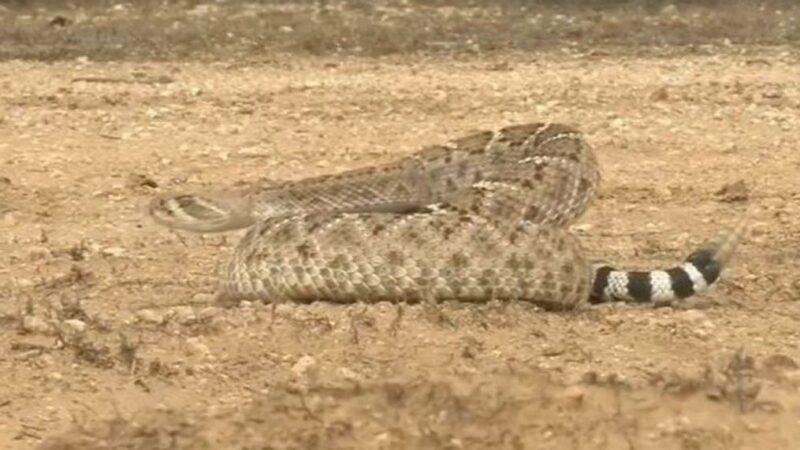 Is It Illegal to Kill Rattlesnakes in the U.S.?