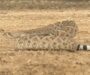Is It Illegal to Kill Rattlesnakes in the U.S.?
