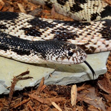 Is It Illegal to Kill Snakes in Virginia? Understanding the Law