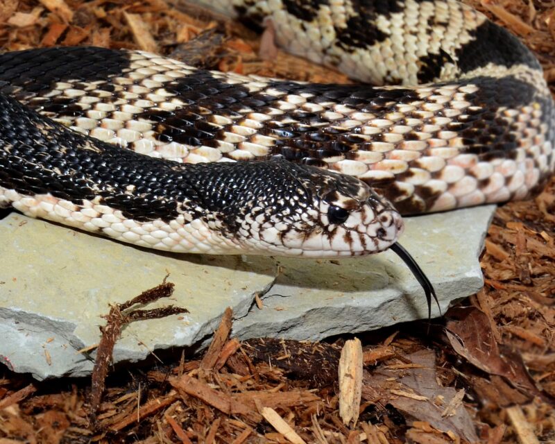 Is It Illegal to Kill Snakes in Virginia? Understanding the Law