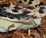 Is It Illegal to Kill Snakes in Virginia? Understanding the Law