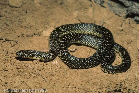 King Snake Appearance: Visual Identification Guide
