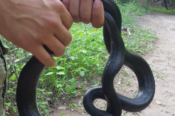 King Snake Habitat: Natural Environment Guide