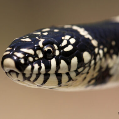 King Snake Species: Comprehensive Guide