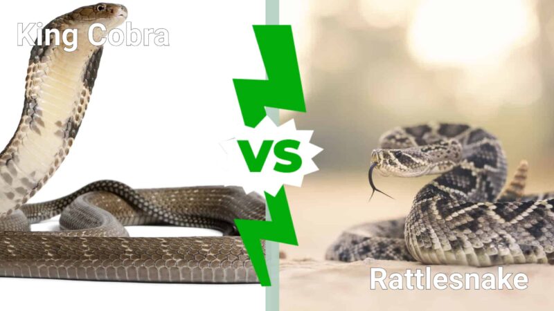 King Snake vs Rattlesnake: Battle of Serpents