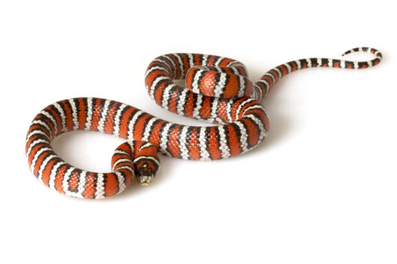 Mexican Black Kingsnake Care: Essential Guide for Owners
