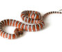Mexican Black Kingsnake Care: Essential Guide for Owners