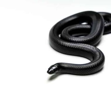 Mexican Black Kingsnake: The Ultimate Beginner's Guide