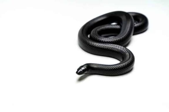 Mexican Black Kingsnake: The Ultimate Beginner's Guide