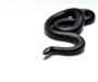 Mexican Black Kingsnake: The Ultimate Beginner’s Guide