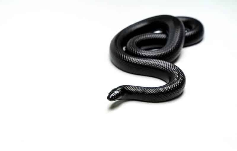 Mexican Black Kingsnake: The Ultimate Beginner's Guide