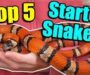 Most Docile Snakes: The Best Choices for Beginners