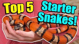 Most Docile Snakes: The Best Choices for Beginners