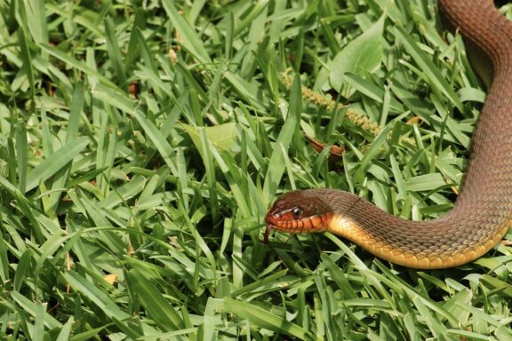 North Carolina King Snake: Local Species Guide