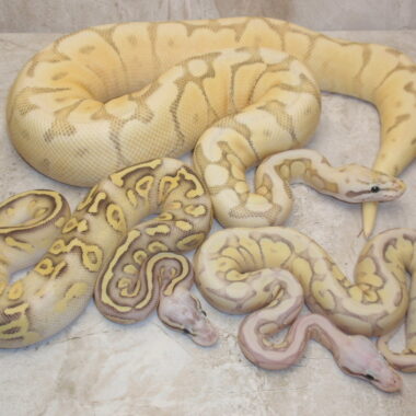 Pastel Ball Python Morphs: A Colorful Guide to Genetics