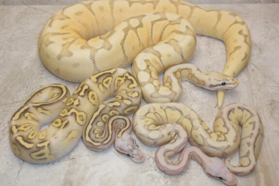 Pastel Ball Python Morphs: A Colorful Guide to Genetics