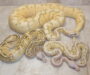 Pastel Ball Python Morphs: A Colorful Guide to Genetics