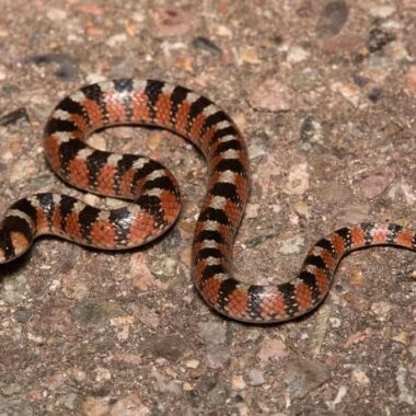 Poisonous Snakes in Arizona: A Comprehensive Guide