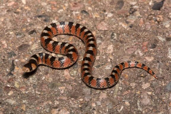 Poisonous Snakes in Arizona: A Comprehensive Guide