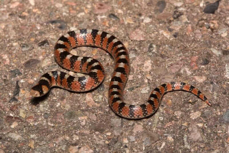 Poisonous Snakes in Arizona: A Comprehensive Guide
