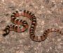 Poisonous Snakes in Arizona: A Comprehensive Guide