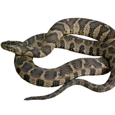 Poisonous Snakes in Maine: Facts and Myths Explained