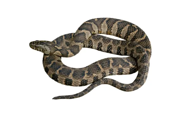 Poisonous Snakes in Maine: Facts and Myths Explained