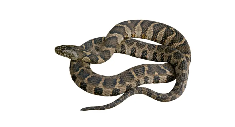 Poisonous Snakes in Maine: Facts and Myths Explained