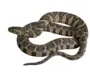 Poisonous Snakes in Maine: Facts and Myths Explained