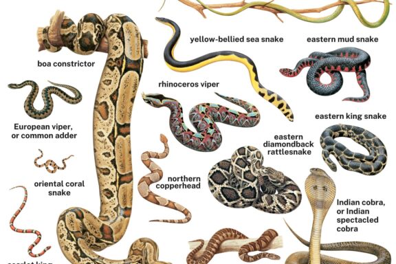 Python vs Boa Constrictor: Essential Differences Explained