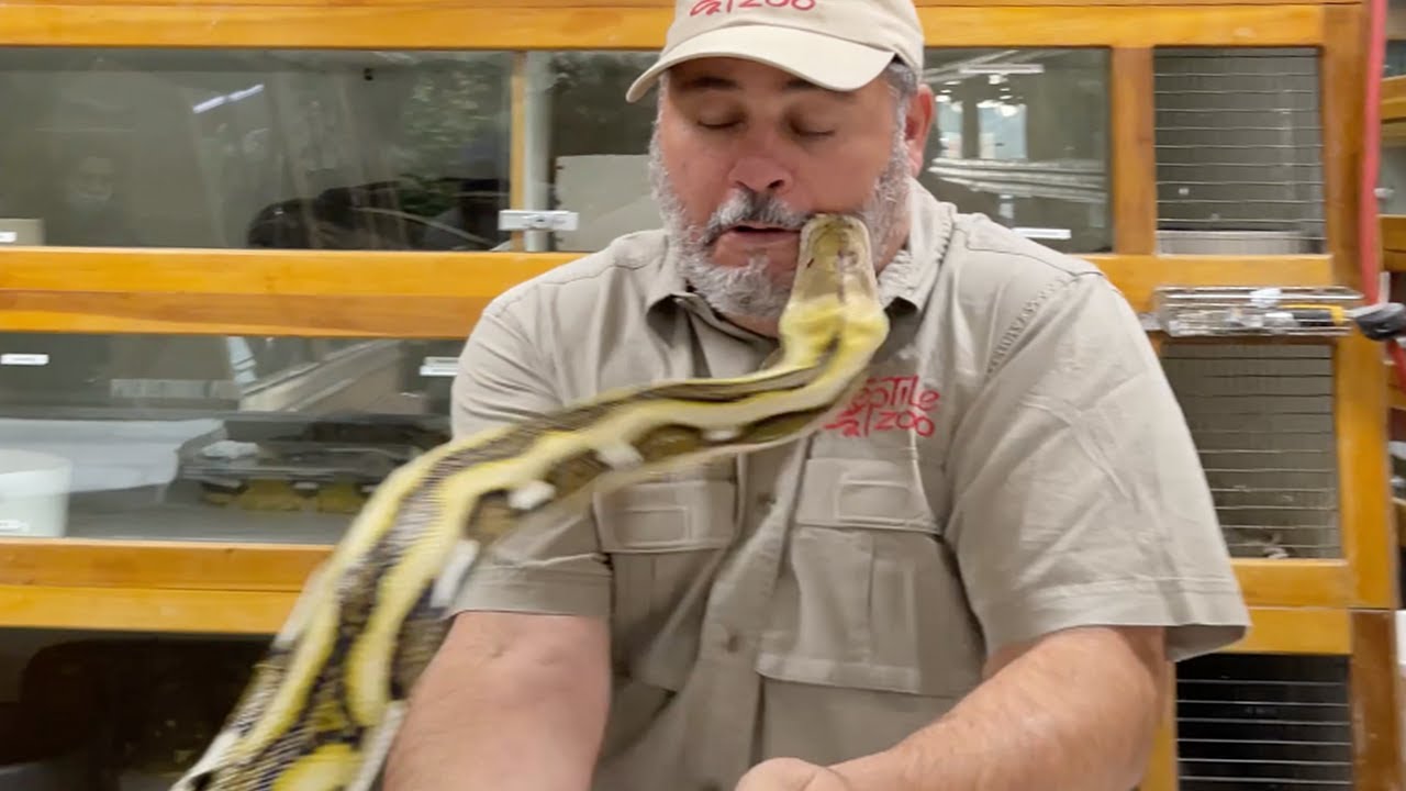 Reticulated Python Bite: What You Need to Know