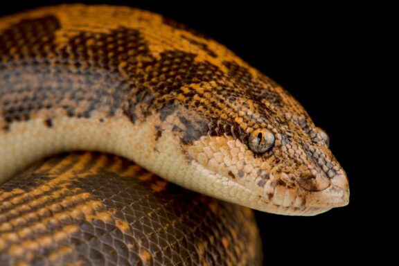 Rosy Boa Albino: Color Morph Guide