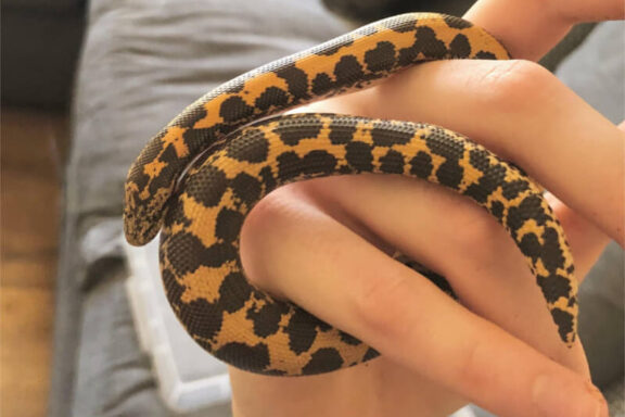 Rosy Boa Care: Essential Guide for Owners