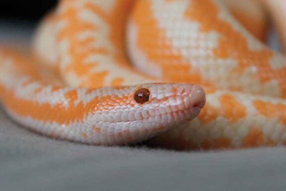 Rosy Boa Humidity: Perfect Levels Guide