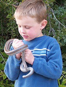 Rosy Boa Life Expectancy: Longevity Guide