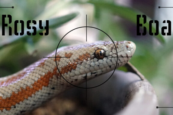 Rosy Boa Pet: Complete Ownership Guide