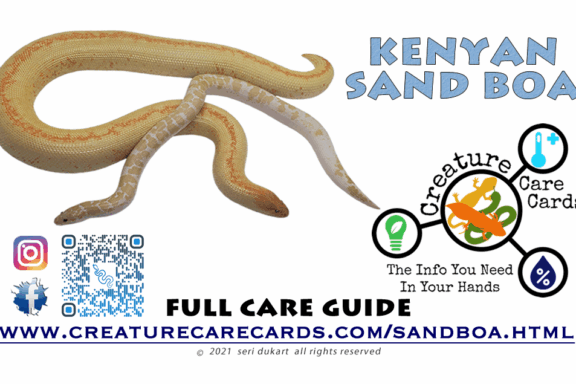 Rosy Boa Size: Complete Growth Guide