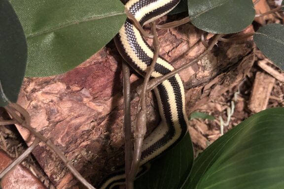 Rosy Boa Teeth: What Owners Should Know