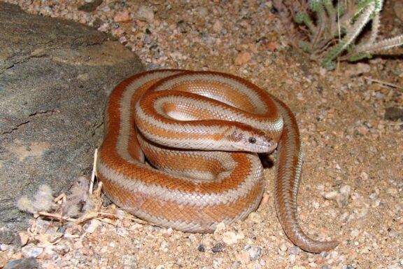 Rosy Boas: Perfect Pet Guide