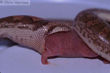 Sand Boa Diet: Complete Feeding Guide