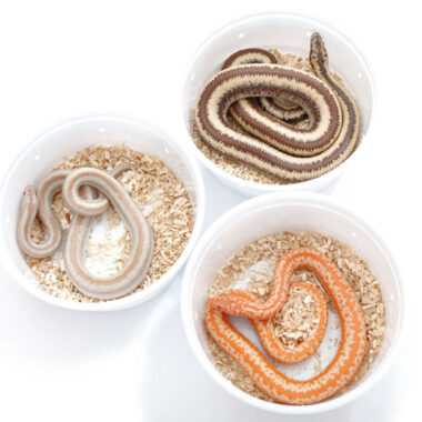Smallest Pet Snakes: Top 8 Compact Species for Beginners