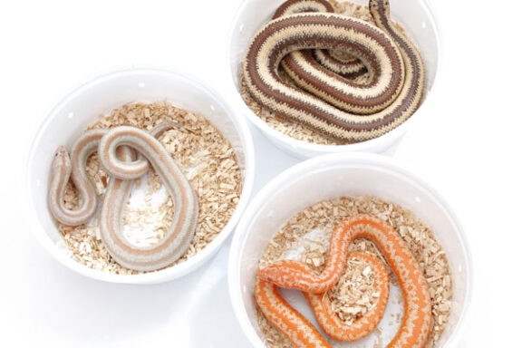 Smallest Pet Snakes: Top 8 Compact Species for Beginners