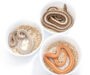 Smallest Pet Snakes: Top 8 Compact Species for Beginners