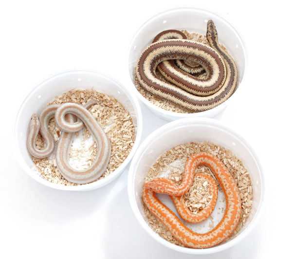 Smallest Pet Snakes: Top 8 Compact Species for Beginners