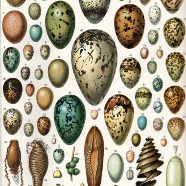 Snake Eggs vs Lizard Eggs: Key Differences Explained