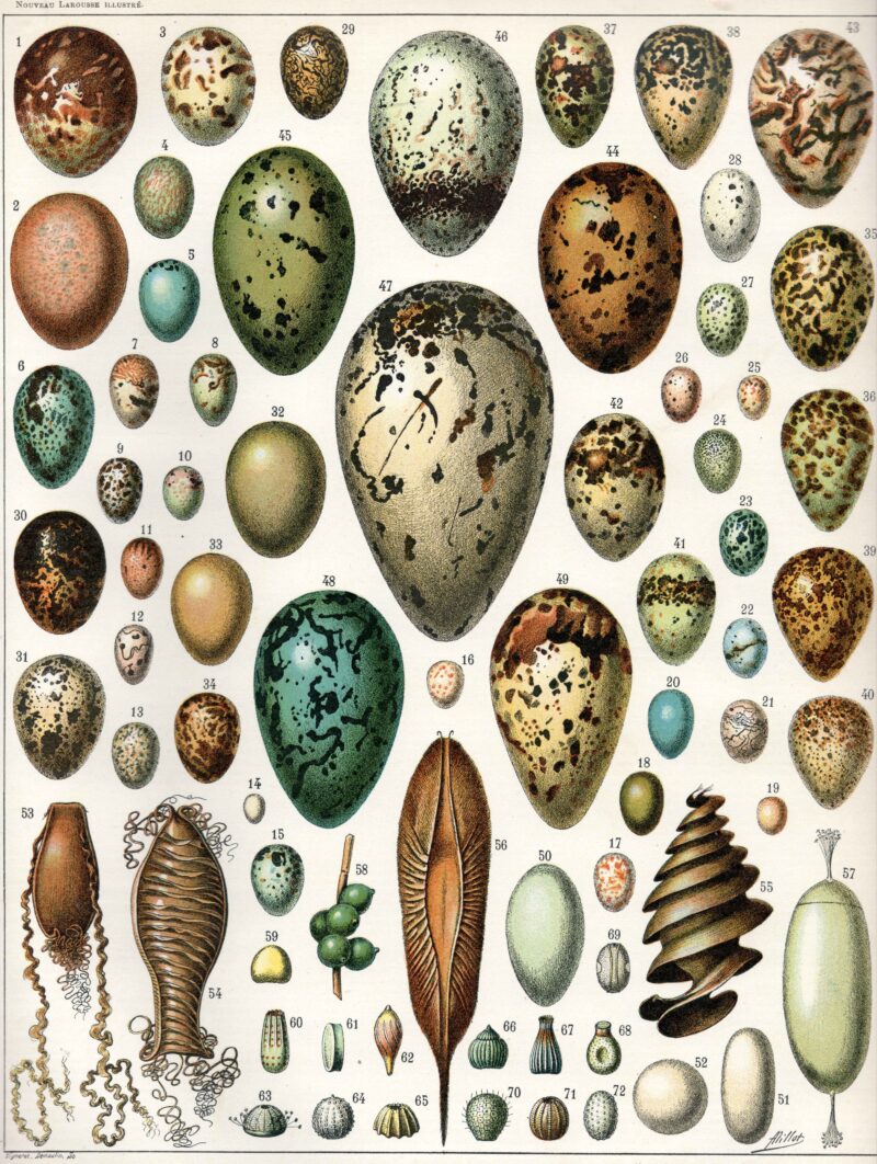 Snake Eggs vs Lizard Eggs: Key Differences Explained