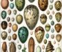 Snake Eggs vs Lizard Eggs: Key Differences Explained