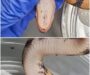 Snake Mite Treatment: Effective Solutions to Combat Infestations