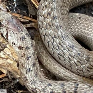 Snake Species in Texas: A Comprehensive Guide